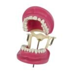 Cast banna articulator